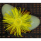 Argyroderma Ringens - Seed